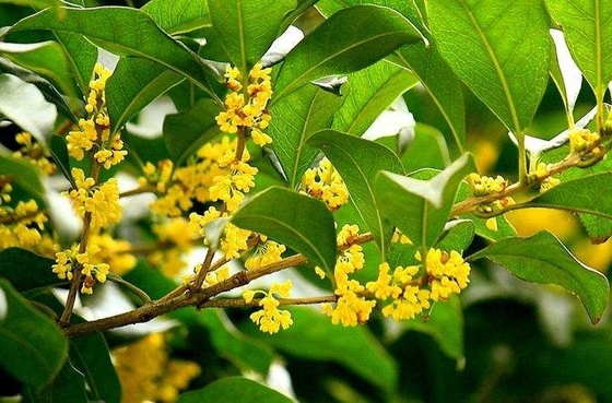 Natuurlijke biologische bladeren Gezonde vervanging voor thee Osmanthus zwarte thee