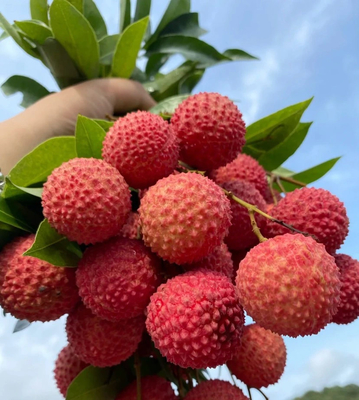 Groothandel Vaste drank van hoge kwaliteit Lychee sap poeder Lychee poeder Litchi poeder